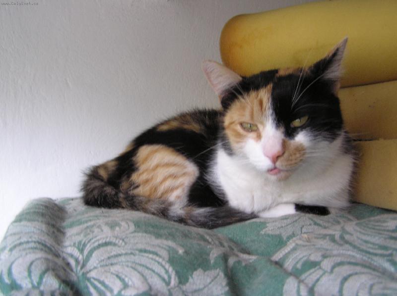 Foto: Zizinka-Rann� �kleb... :D