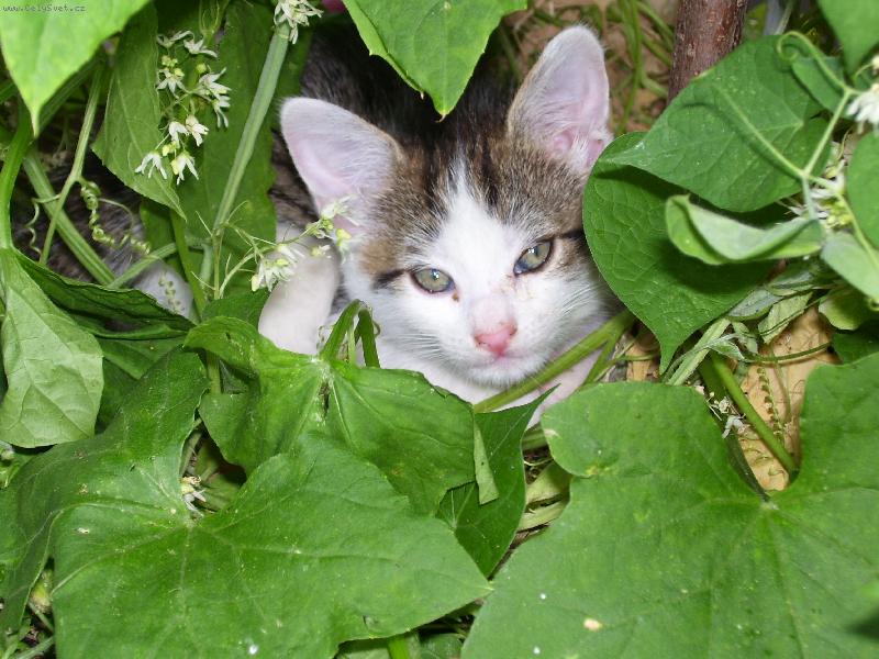 Foto: kocourek v pergole-Dom�c� neposedn� kocourek ,co ��h� na v�e co se h�be