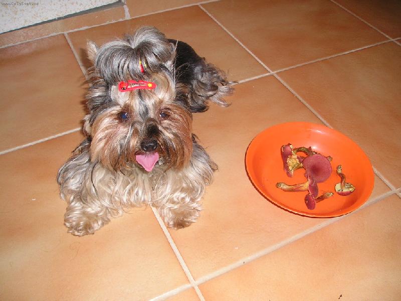 Foto: Betty houba�ka-Tyto houby jsem vy�muchala na proch�zce