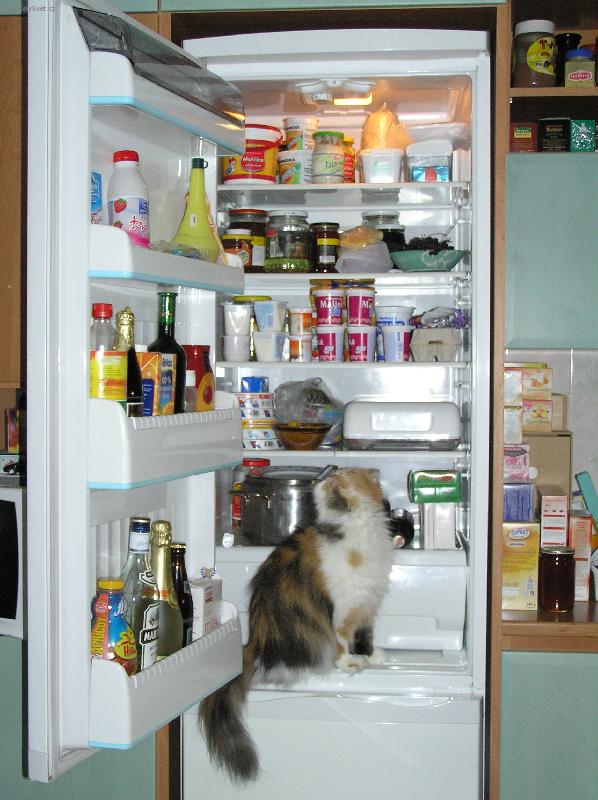 Foto: I´m hungry...-Kočka sedí v ledničce a dívá se na jídlo.