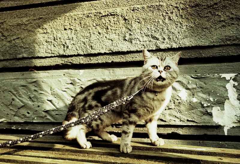 Foto: N� kocour M�a-Jsem tigr