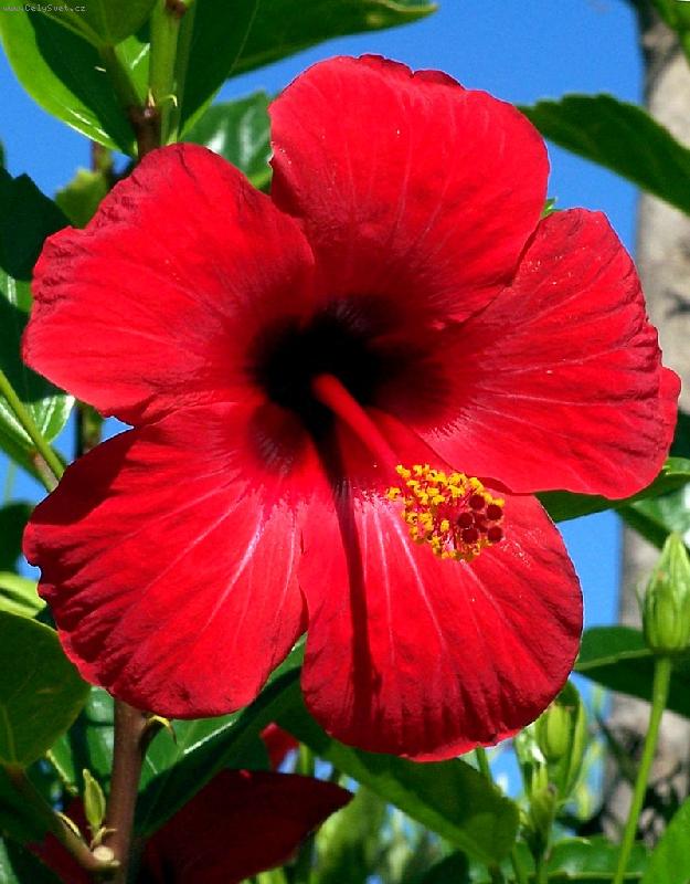 Foto: Ibi�ek kvete :-)