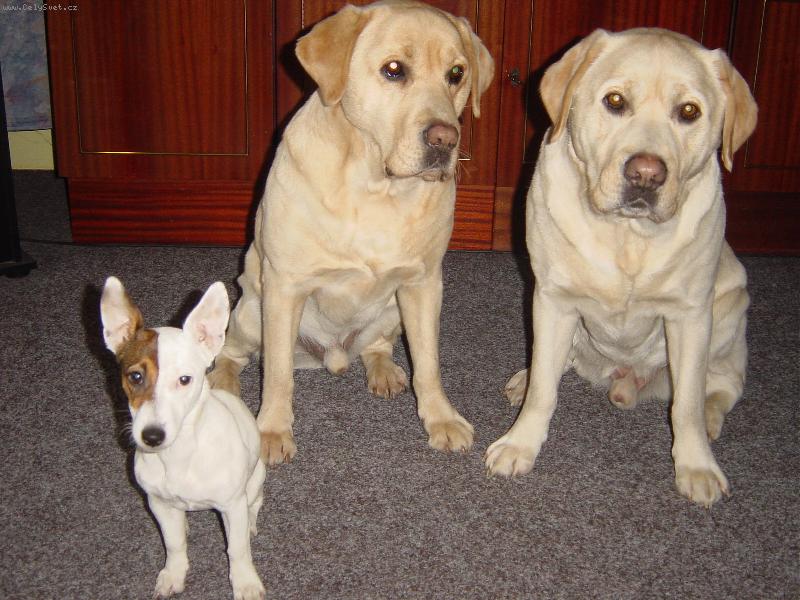 Foto: JRT a LR-DLOUHEJM, �IROKEJ A BYSTROZRAKEJ