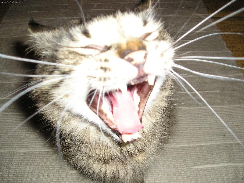 Foto: Chci sp��t :-(-No�n� z�va�ka