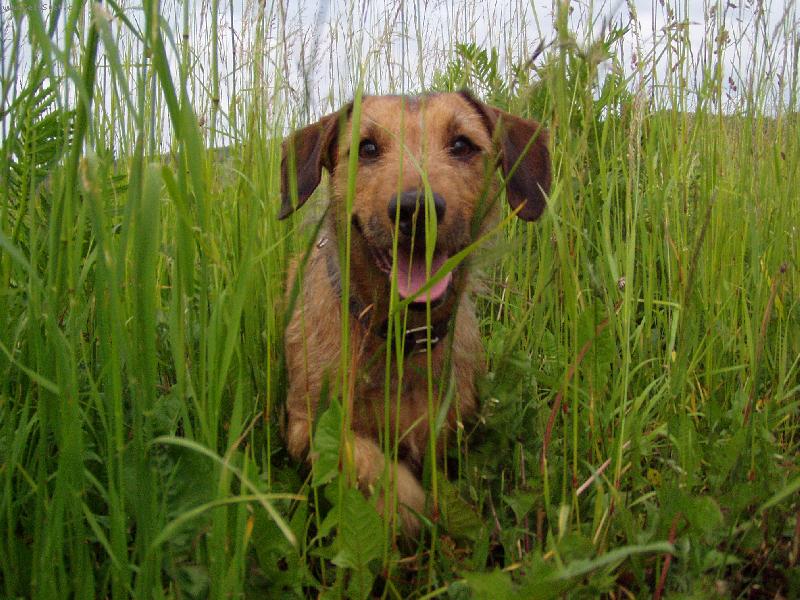 Foto: Pohod��-Psisko na louce