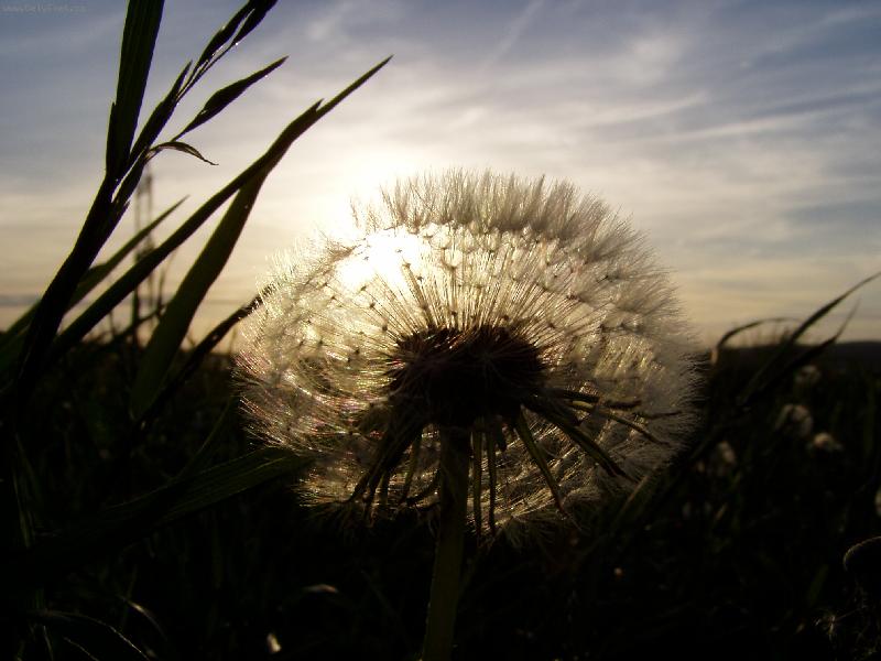 Foto: Proniknut�-Pampeli�ka a z�pad slunce