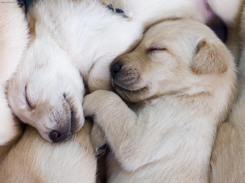 Foto: odpo�inek-�est mali�k�ch �t���tek se najedlo a �lo sp�t.