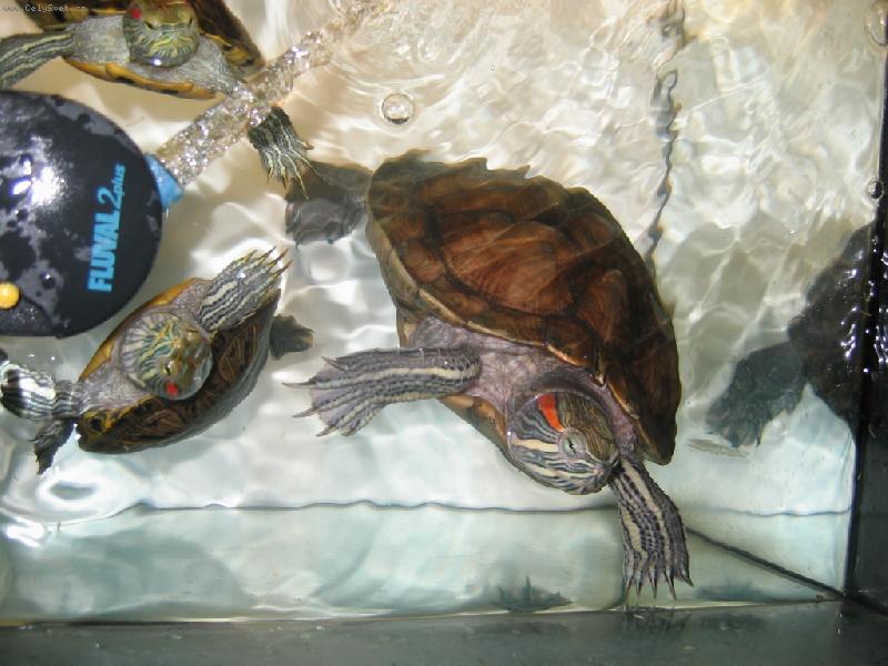 Foto: Vodn� �elvy pozuj�