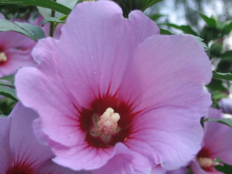 Foto: R��ov� ibi�ek-�sm�v r��ov�ho ibi�ku