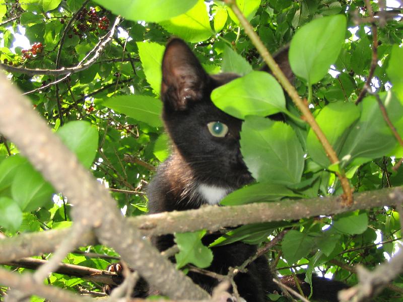 Foto: Bobe�ek na strom�-Kdo pak to tu asi je ?