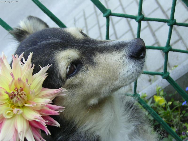 Foto: Ps� princezna-�apinka