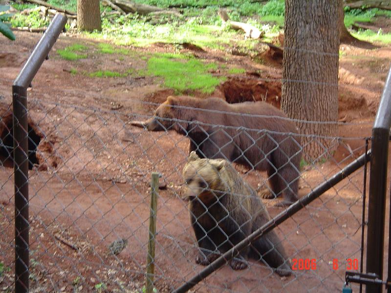 Foto: Medv�dci z Chomutovsk�ho zooparku