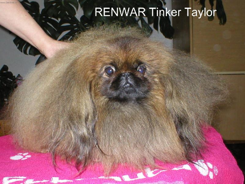 Foto: RENWAR Tinker Taylor-importovaný pes z Anglie ve věku 3,5 let