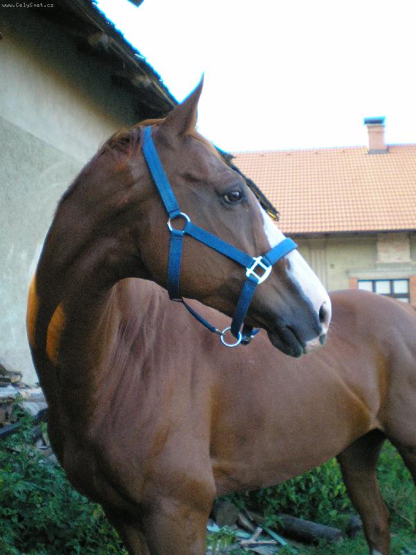 Foto: Marakos-V 11�etech st�le ve skv�l� form�...