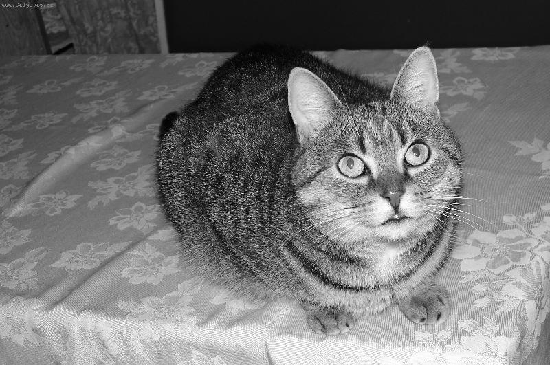 Foto: Ko�ka Eli�ka