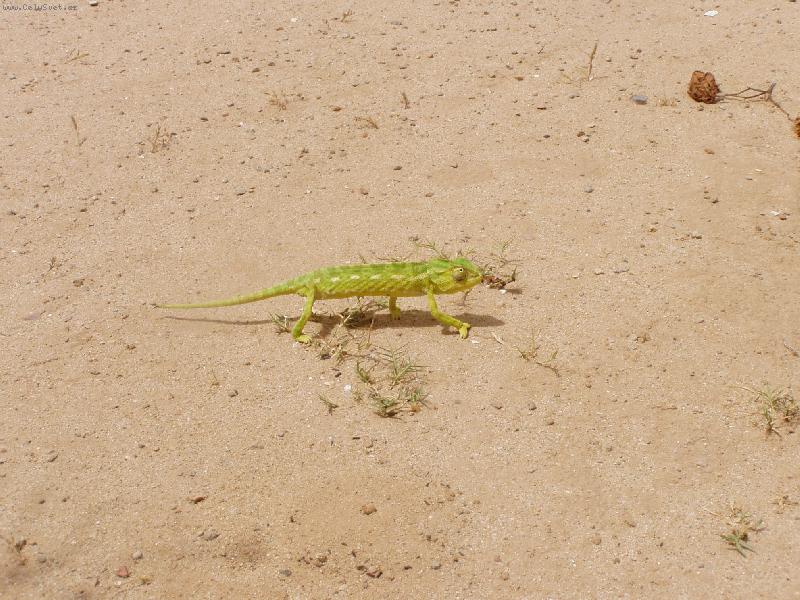 Foto: Chameleon v Africe-Tunisko, ostrov Djerba, hotel Zarzis