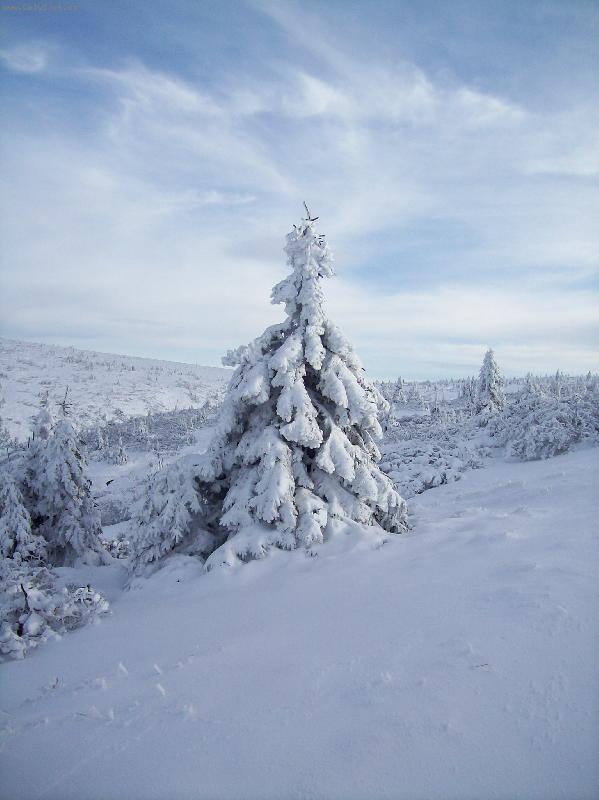 Foto: M�kk� pe�inka-na h�ebenech Krkono�