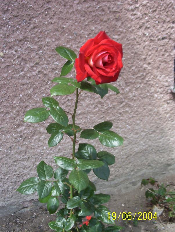 Foto: Růže-Jedna,- ale stojí za to!