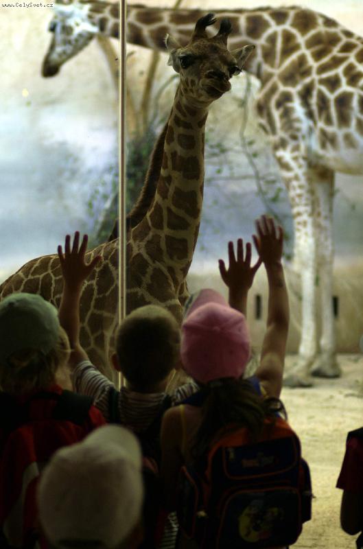 Foto: kuk... na �irafku
