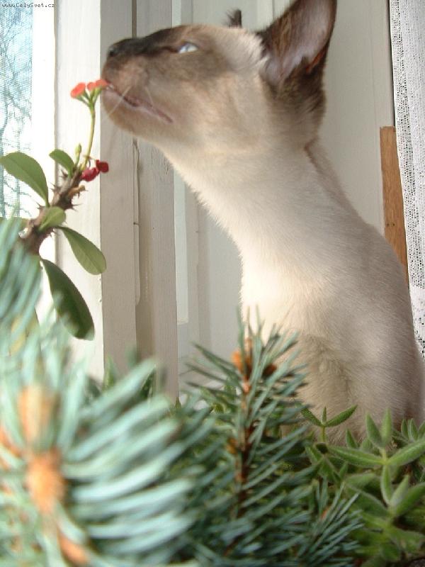 Foto: V�no�n� kv�tinka