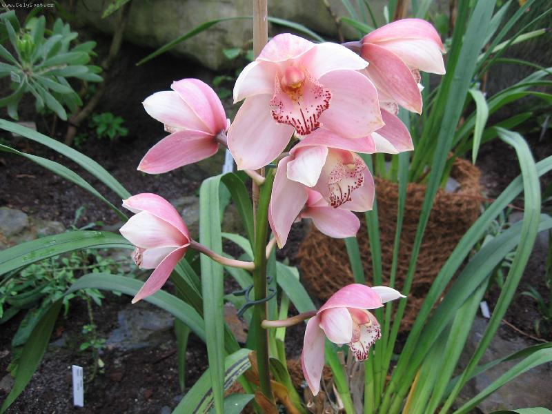 Foto: Orchidej-Orchidej