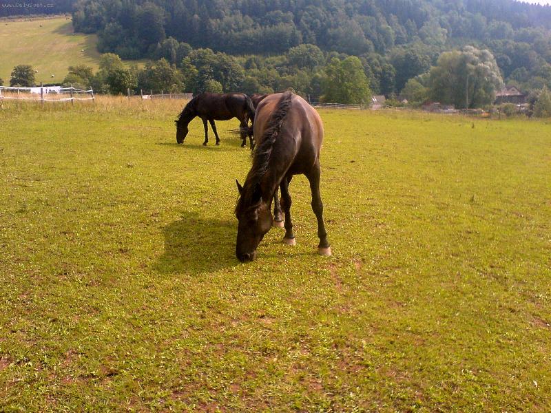 Foto: Konici na pastv�.
