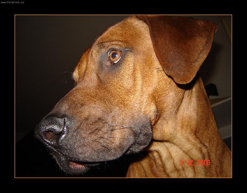 Foto: rhodesk� ridgeback