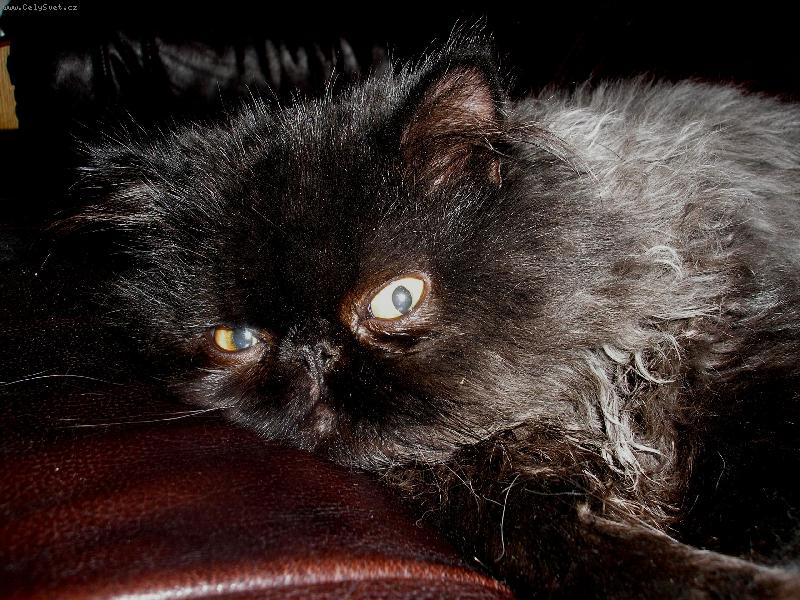 Foto: ko�i�� poloha ��slo 1-Kapuccino je spr�vn� Ital, nep�etr�it� se naka�liv� v�l� se