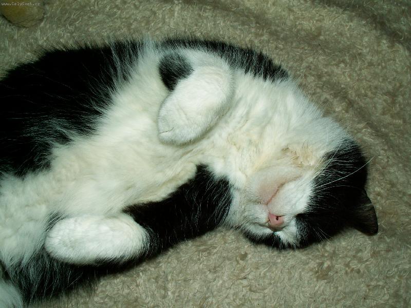 Foto: Pohoda, kl�dek ...