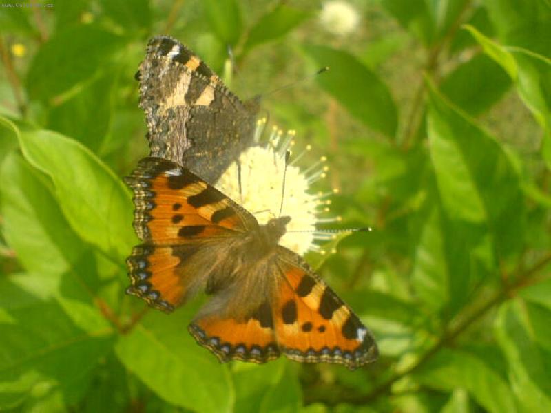 Foto: mot�li-2-a p�ece ka�d� jin�