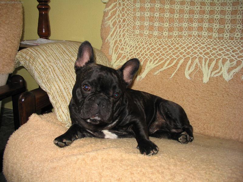 Foto: Nen� nad dom�c� pohodu :-)