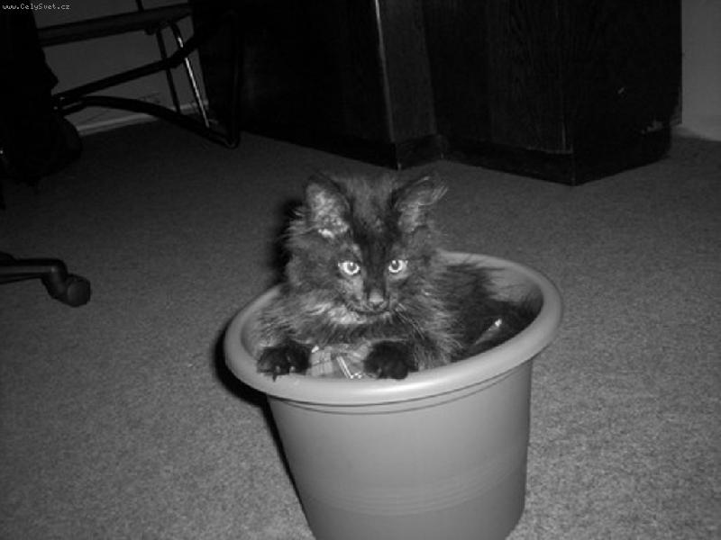 Foto: Mik�sek-Mikysek jako kot�tko