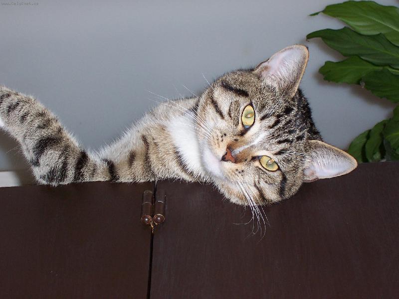 Foto: N� Mat�j��ek