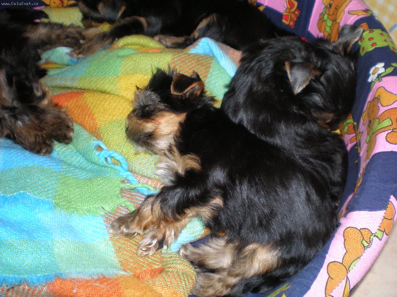 Foto: Mal� S�rinky-...to je �ivot!