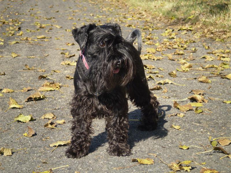 Foto: Podzimn� odpoledne-Drakopes na proch�zce