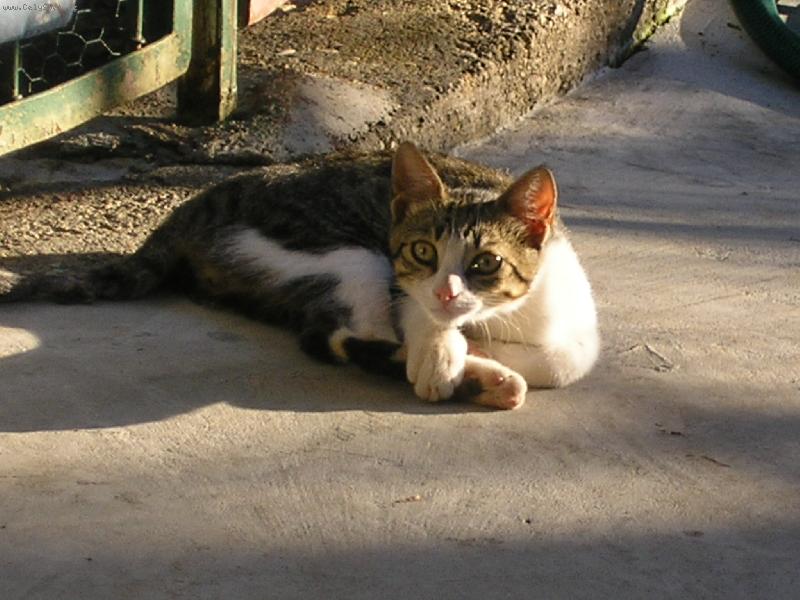 Foto: M�ca a jej� pohoda-M�ca hajink�