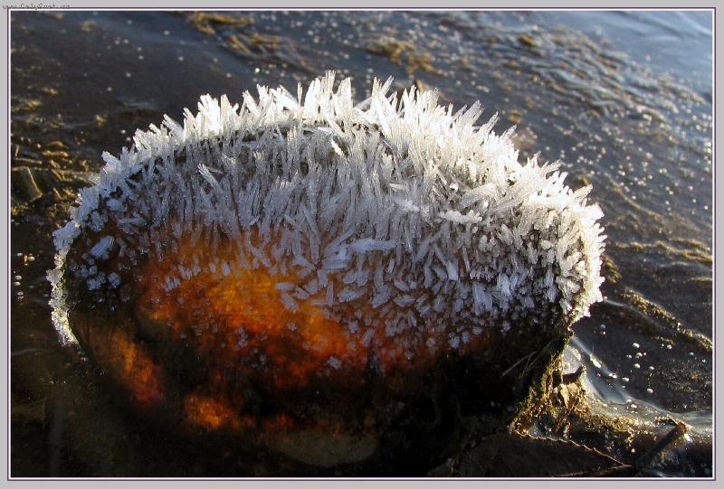 Foto: Mu�le-jedna z tis�c� zmrzl�ch mu�l� na b�ehu p�ehrady