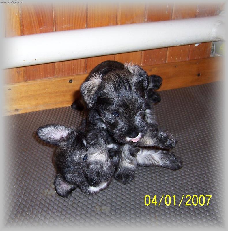 Foto: Haidy a Haiko-Mal� ro���ci