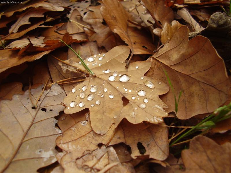 Foto: Podzim-list� s kapkami de�t�