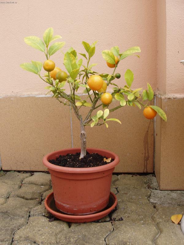 Foto: mandarinka-vitamínová bomba