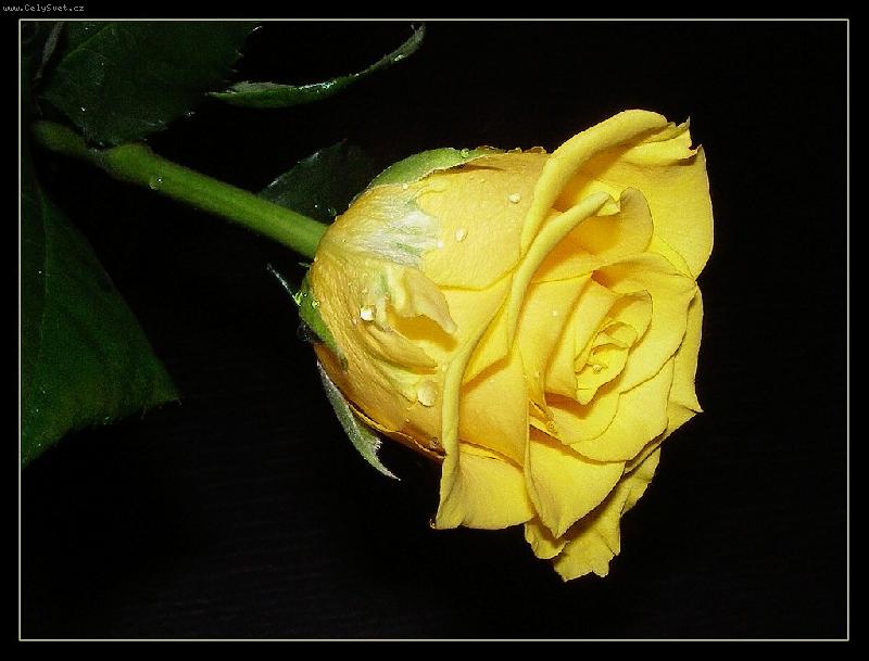 Foto: �lut� r��e