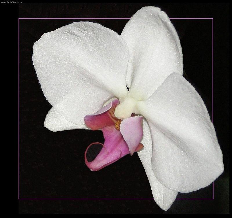 Foto: Orchidej zbl�zka