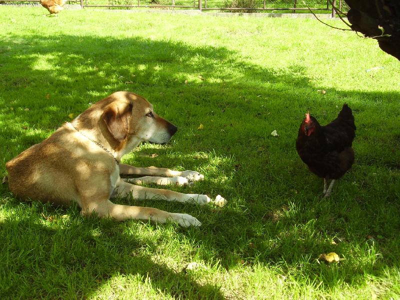 Foto: �ogun-m�j dne�n� ob�d