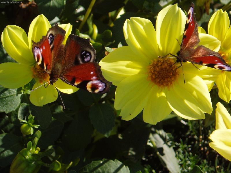 Foto: mot�li a ji�inky