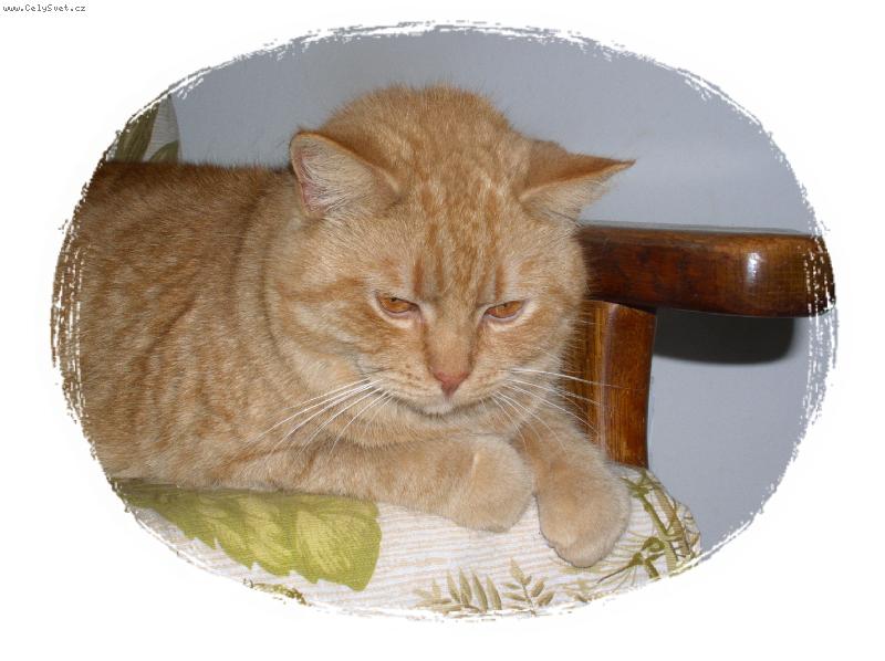 Foto: medov� S�ra