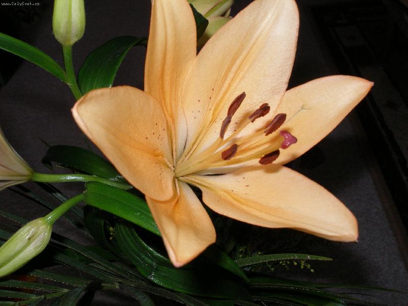 Foto: Kv�tina-Kv�tina