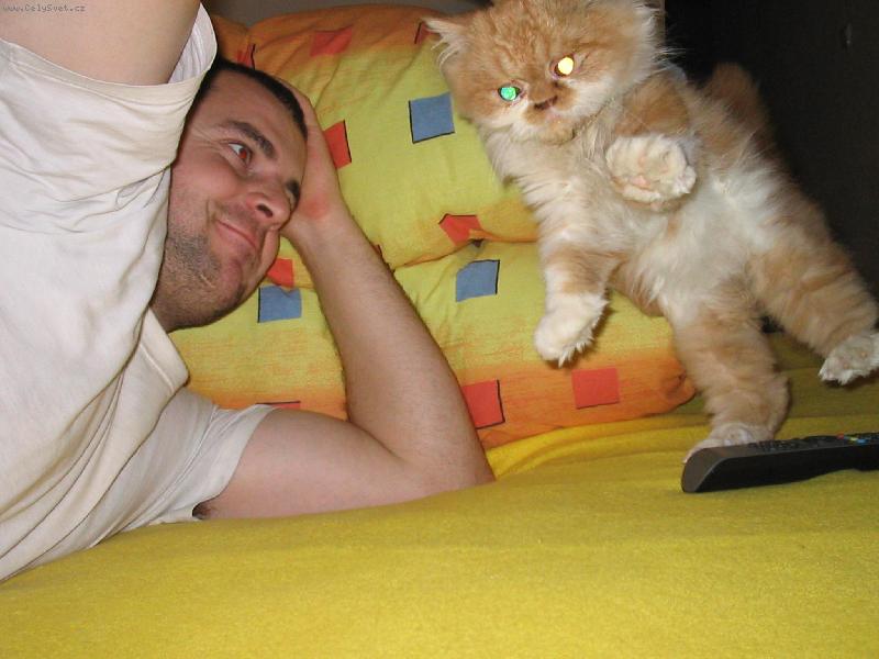 Foto: takhle chod� jen kocou�i-fraje�i-Puma, Pum�k, n� persk� 4m�s��n� kocourek p�i ��d�n� na posteli