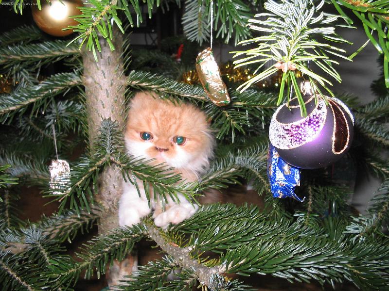 Foto: Pum�k nebo chlupat� ozdoba?