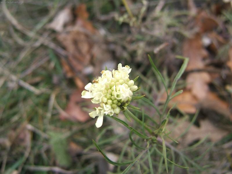 Foto: Prosincov� zlatovl�ska na P�lavsk�m kope�ku