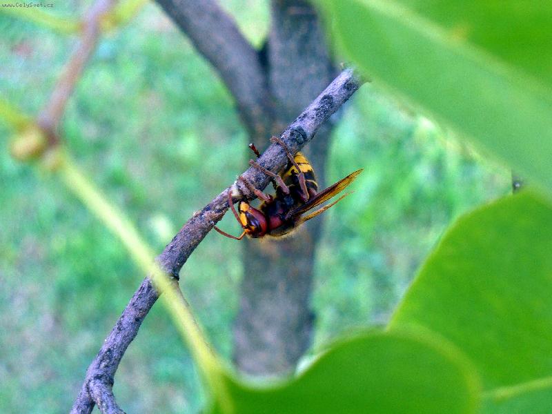 Foto: �E��K-okr�dlen� bobr